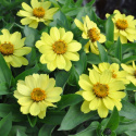 Frøkenhat ''''Zahara Yellow'''', Citrongule blomster på kraftige stængler. 