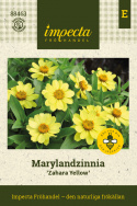 Frøkenhat ''''Zahara Yellow'''', Citrongule blomster på kraftige stængler. 