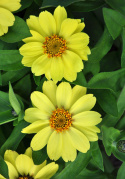 Frøkenhat ''''Zahara Yellow'''', Citrongule blomster på kraftige stængler. 
