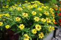Frøkenhat ''''Zahara Yellow'''', Citrongule blomster på kraftige stængler. 