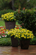 Frøkenhat ''''Zahara Yellow'''', Citrongule blomster på kraftige stængler. 