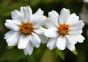 Frøkenhat ''''Zahara White'''', Hvide blomster med gul midte på kraftige stængle