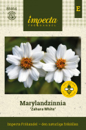 Frøkenhat ''''Zahara White'''', Hvide blomster med gul midte på kraftige stængle