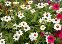 Frøkenhat ''''Zahara White'''', Hvide blomster med gul midte på kraftige stængle