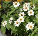 Frøkenhat ''''Zahara White'''', Hvide blomster med gul midte på kraftige stængle