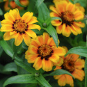 Frøkenhat ''''Soleado'''', Enkelte, trefarvede blomster, intens orange med en gy