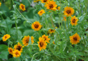 Frøkenhat ''''Soleado'''', Enkelte, trefarvede blomster, intens orange med en gy