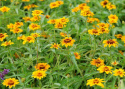 Frøkenhat ''''Soleado'''', Enkelte, trefarvede blomster, intens orange med en gy