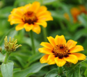 Frøkenhat ''''Soleado'''', Enkelte, trefarvede blomster, intens orange med en gy