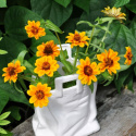 Frøkenhat ''''Soleado'''', Enkelte, trefarvede blomster, intens orange med en gy