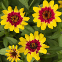 Frøkenhat ''Profusion Red Yellow Bicolor''