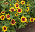 Frøkenhat ''Profusion Red Yellow Bicolor''