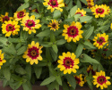 Frøkenhat ''Profusion Red Yellow Bicolor''