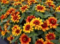Frøkenhat ''Profusion Red Yellow Bicolor''