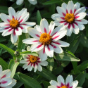 Frøkenhat ''''Zahara Starlight Rose'''', Smukke cremehvide blomster, lyserød stj