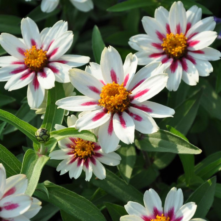 Frøkenhat ''''Zahara Starlight Rose'''', Smukke cremehvide blomster, lyserød stj