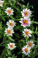 Frøkenhat ''''Zahara Starlight Rose'''', Smukke cremehvide blomster, lyserød stj