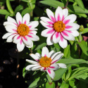Frøkenhat ''''Zahara Starlight Rose'''', Smukke cremehvide blomster, lyserød stj