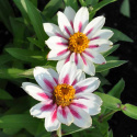 Frøkenhat ''''Zahara Starlight Rose'''', Smukke cremehvide blomster, lyserød stj