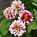 Frøkenhat ''''Zahara Double Raspberry Ripple'''', Store fuldt dobbelte blomster 