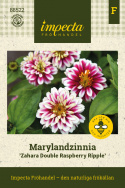 Frøkenhat ''''Zahara Double Raspberry Ripple'''', Store fuldt dobbelte blomster 