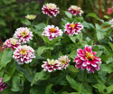 Frøkenhat ''''Zahara Double Raspberry Ripple'''', Store fuldt dobbelte blomster 