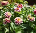 Frøkenhat ''''Zahara Double Raspberry Ripple'''', Store fuldt dobbelte blomster 