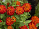 Frøkenhat ''''Zahara Double Fire'''',Store fuldt dobbelte blomster i lysende ora