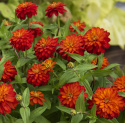 Frøkenhat ''''Zahara Double Fire'''',Store fuldt dobbelte blomster i lysende ora