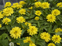 Frøkenhat ''''Zahara Double Yellow'''', Store, fuldt dobbelte blomster i strålen