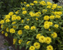 Frøkenhat ''''Zahara Double Yellow'''', Store, fuldt dobbelte blomster i strålen