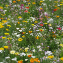 Sommerblomster XL Blanding Lav