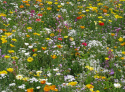 Sommerblomster XL Blanding Lav