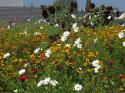 Sommerblomster XL Blanding Høj