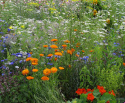Sommerblomster XL Spiselige blomster