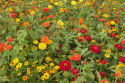 Sommerblomster XL Tørketålende