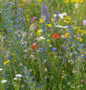 Sommerblomster XL Engblomster