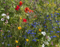 Sommerblomster XL Biodiversitet blanding