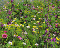 Sommerblomster XL Kulturarv