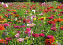 Sommerblomster XL Snitblomster