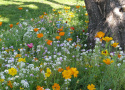 Sommerblomster XL Skyggetålende