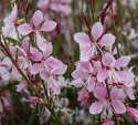 Pragtkærte 'Emmeline Pink Bouquet', Yndefulde klynger af lette, 2-3 cm store blomster i kirsebærrød til æbleblomst-rosa.
