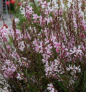 Pragtkærte 'Emmeline Pink Bouquet', Yndefulde klynger af lette, 2-3 cm store blomster i kirsebærrød til æbleblomst-rosa.