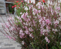Pragtkærte 'Emmeline Pink Bouquet', Yndefulde klynger af lette, 2-3 cm store blomster i kirsebærrød til æbleblomst-rosa.