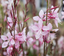 Pragtkærte 'Emmeline Pink Bouquet', Yndefulde klynger af lette, 2-3 cm store blomster i kirsebærrød til æbleblomst-rosa.