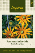 Sommerrudbeckia 'Prairie Green Eyes'