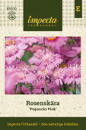 Stolt kavaler 'Popsocks Pink', Støvetrosa, enkelte til fyldte blomster med gul midte. 