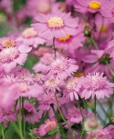 Stolt kavaler 'Popsocks Pink', Støvetrosa, enkelte til fyldte blomster med gul midte. 