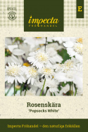 Stolt kavalers ''Popsocks White'', Snehvide, enkelte til fyldte blomster med gul midte.