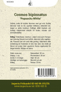 Stolt kavalers ''Popsocks White'', Snehvide, enkelte til fyldte blomster med gul midte.